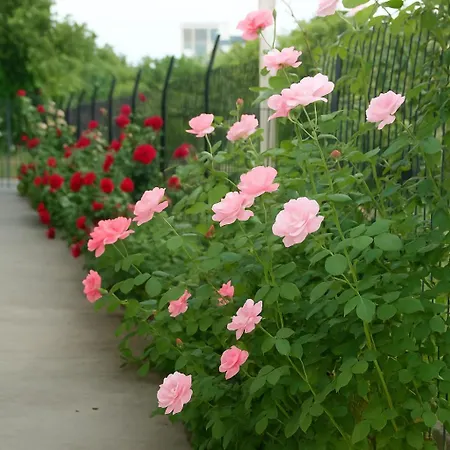 Lejlighed Mare - Mare A Patras